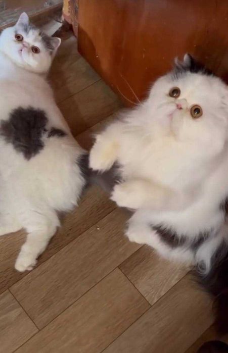 Отдадим даром в хорошие добрые руки