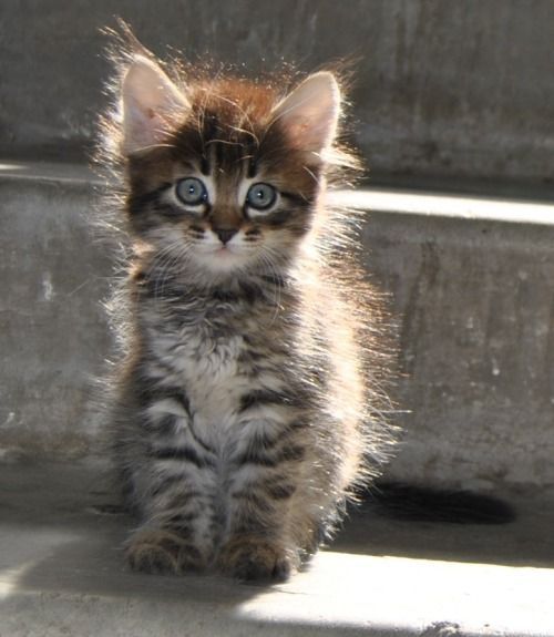 Котята, отдам в хорошие руки, бесплатно!!!