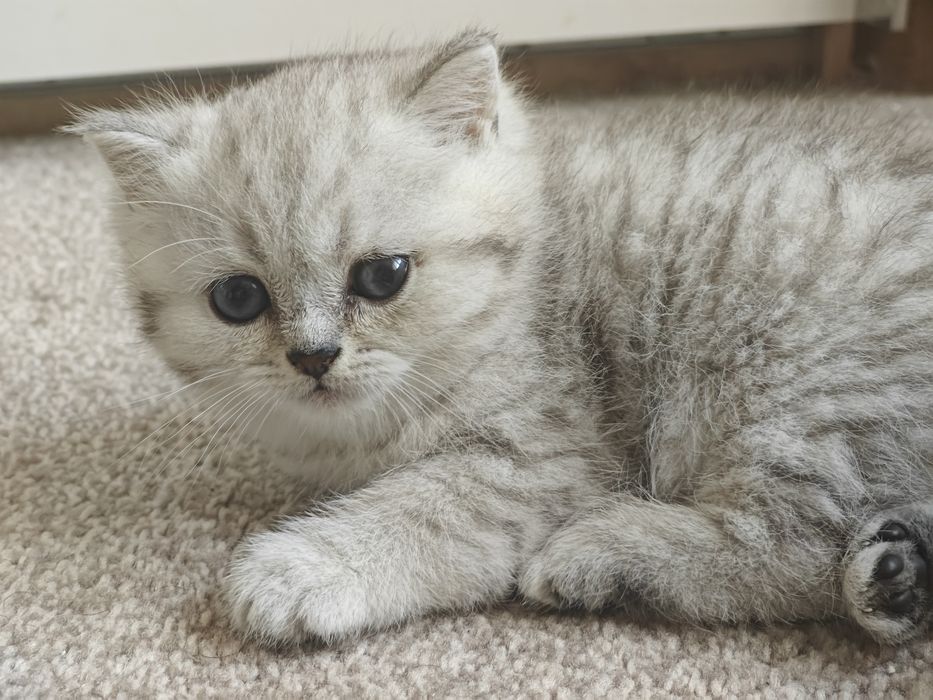 Шотландски клепоухи котенца