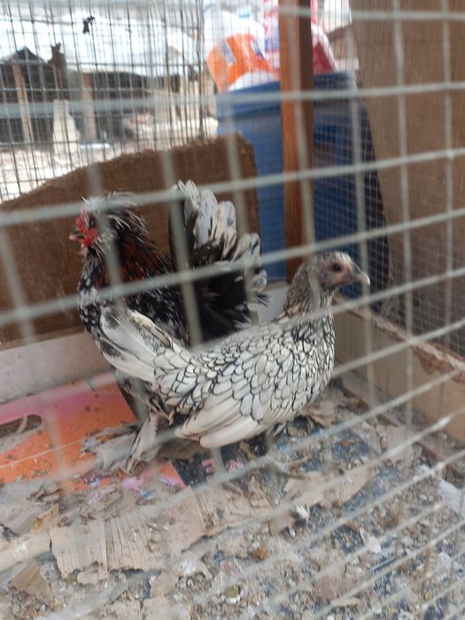 Хуроз ва товук.сотилади.