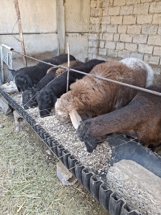 Ассолому алекум шу куйлар сотилади 3 та солик 1 кузи кучкор зоти тоза