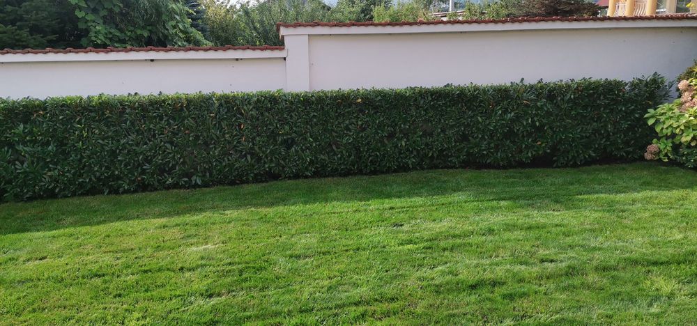 Почистване на дворове. Косене на трева, храсти, рязане на дървета.