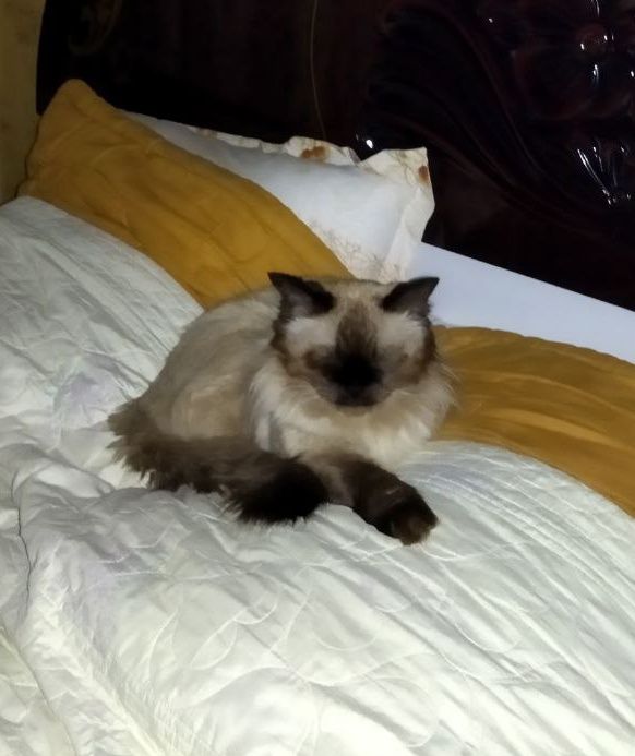 Пропал сиамский кот на ТТЗ