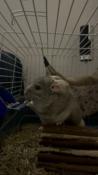Vand chinchilla bej