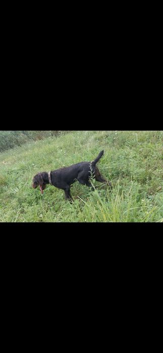 Продам Дратхаар суку