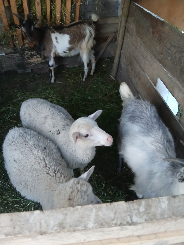Rate mute și ratoii
