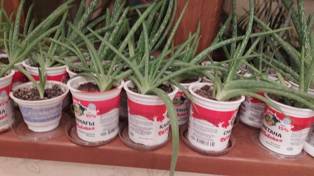 Алое лечебное продам