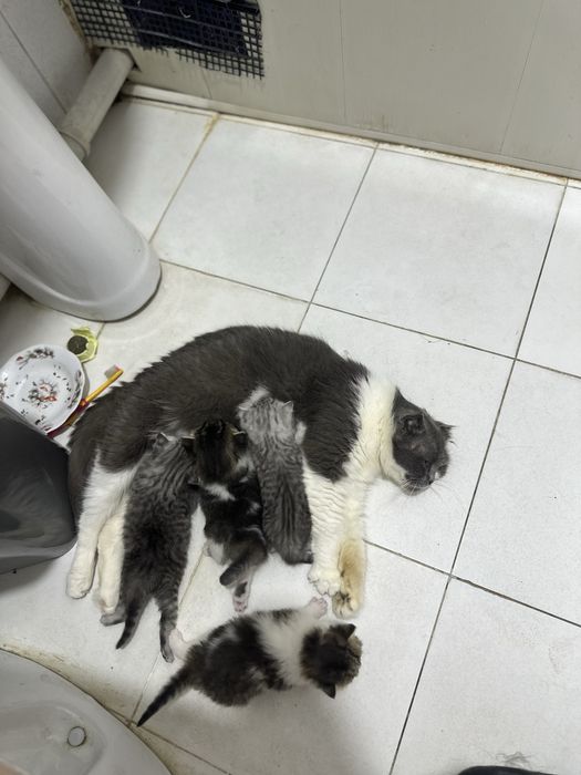 Skotsh Fold toza paroda bolalari bilan sotiladi