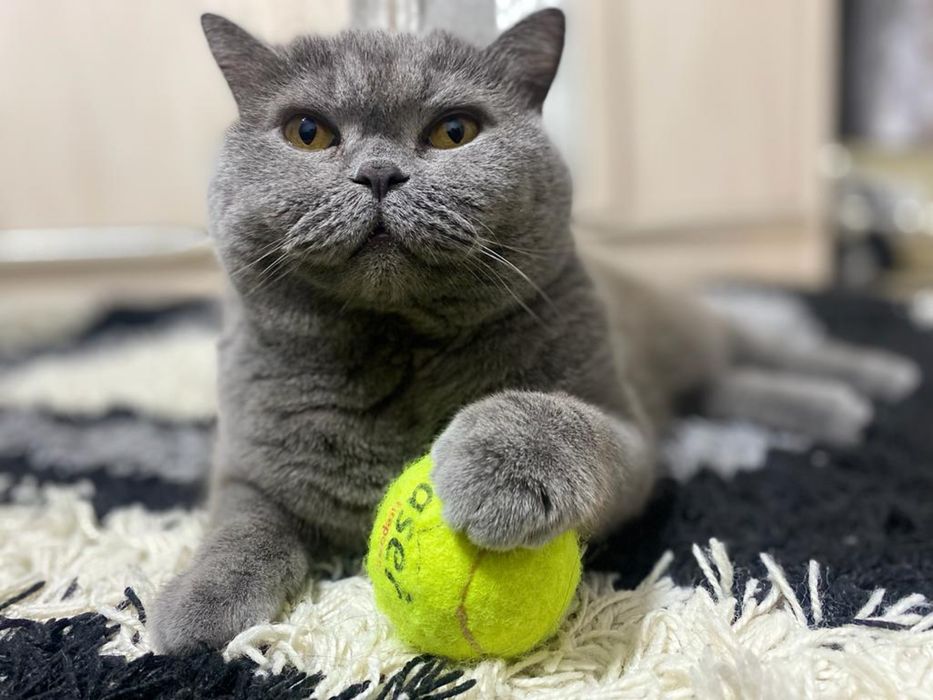 Британец короткошерстный кот