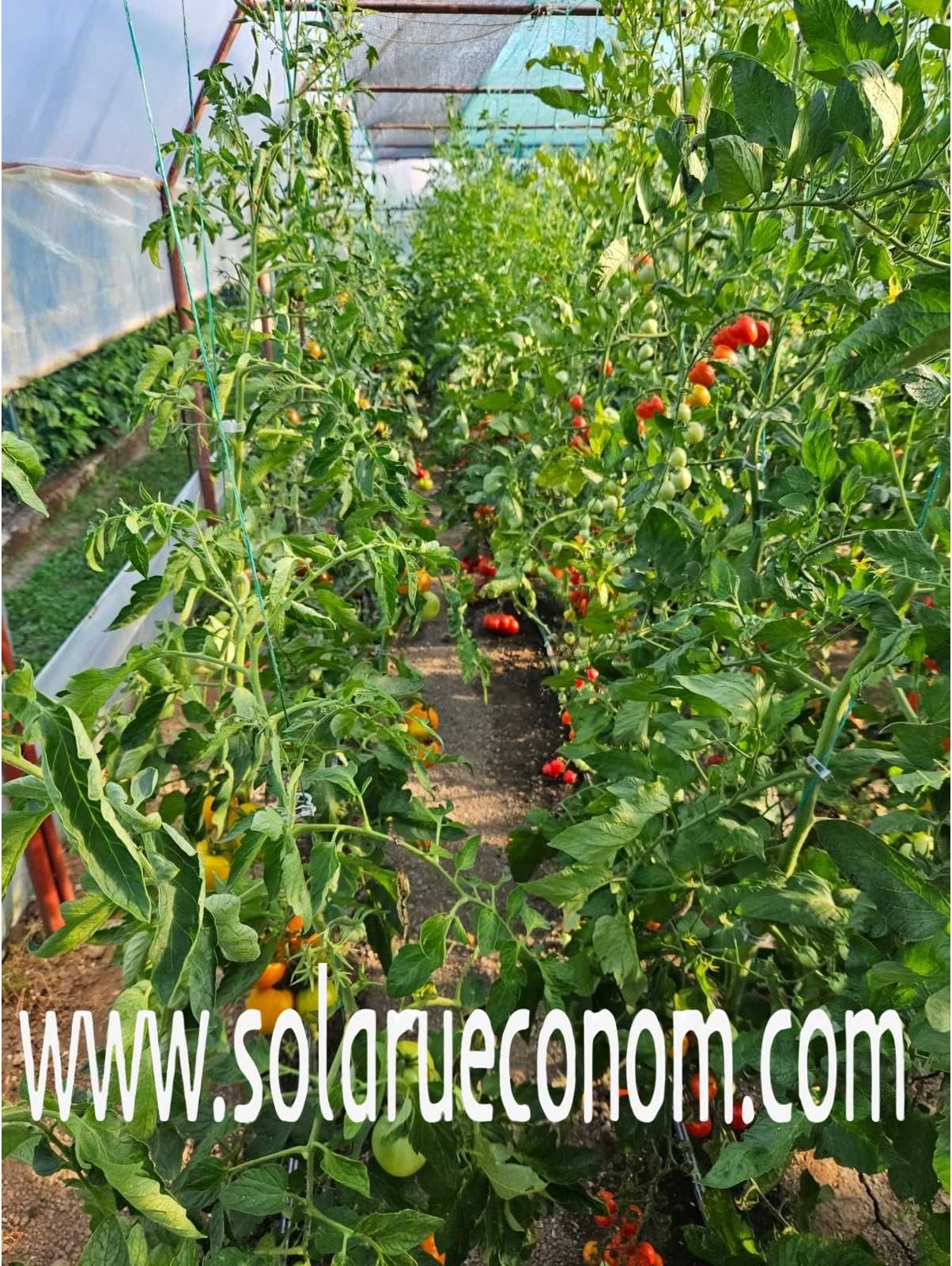 Solarii(sere) pentru cultivarea de legume sau flori