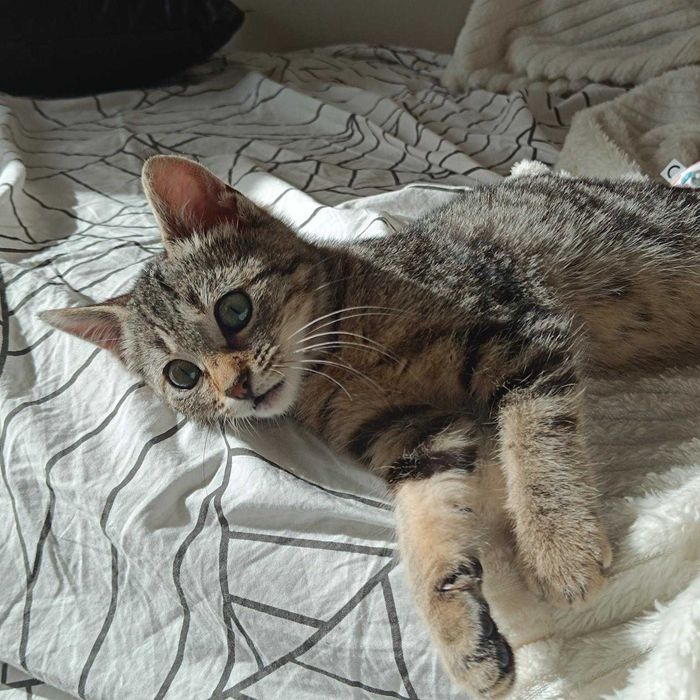 Коте си търси дом