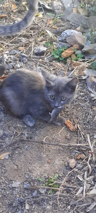 Котенок девочка  4 месяца