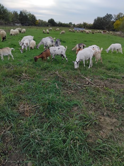 Vând capre gestante