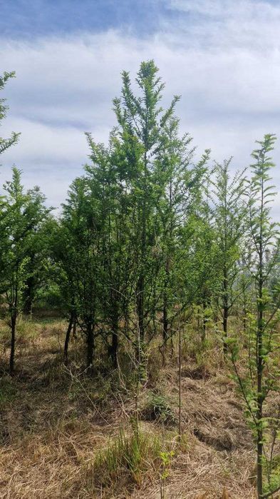 Метасекво́йя — редкое и уникальное дерево.