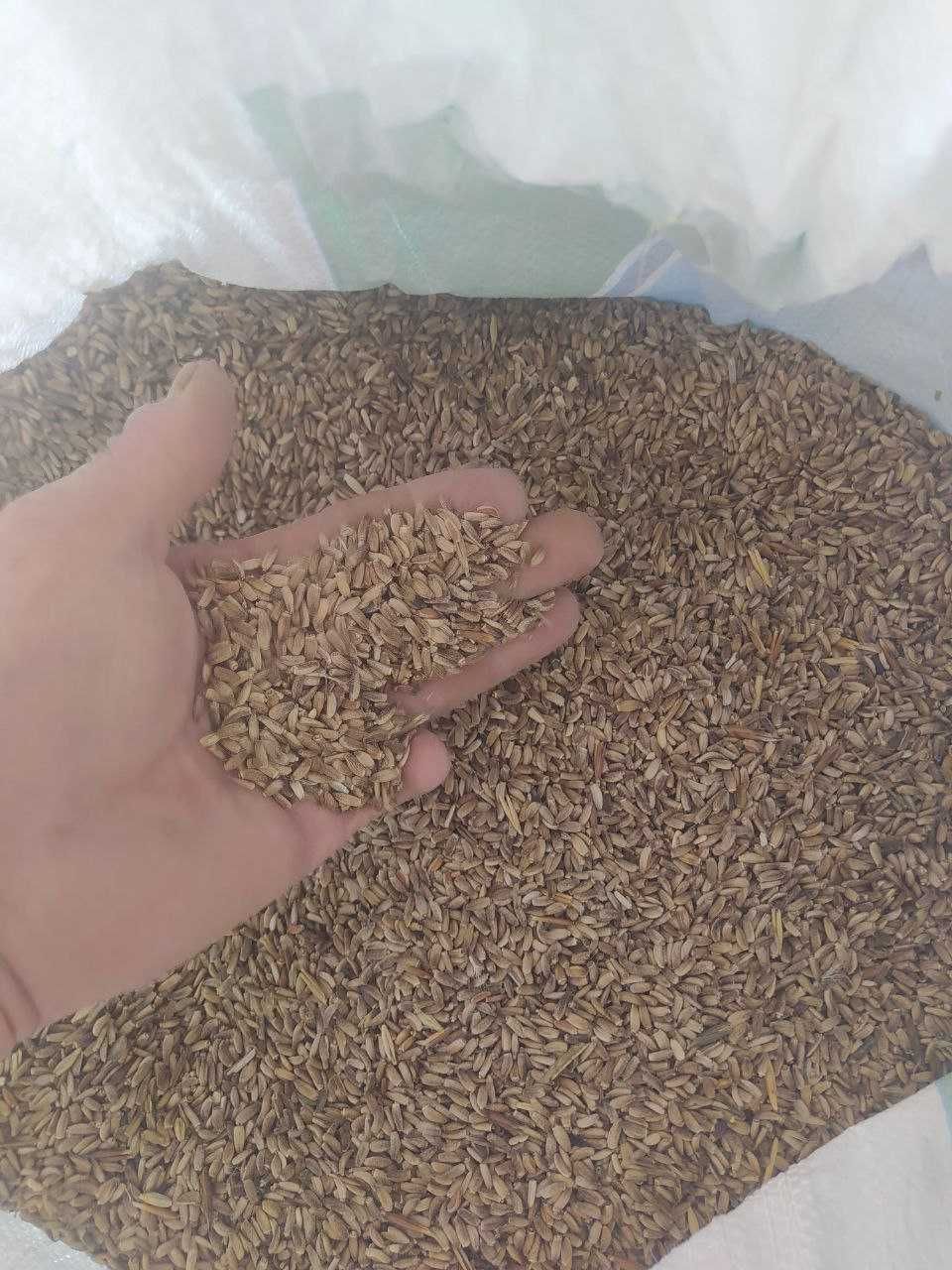 Растаропша (куш кунмас)