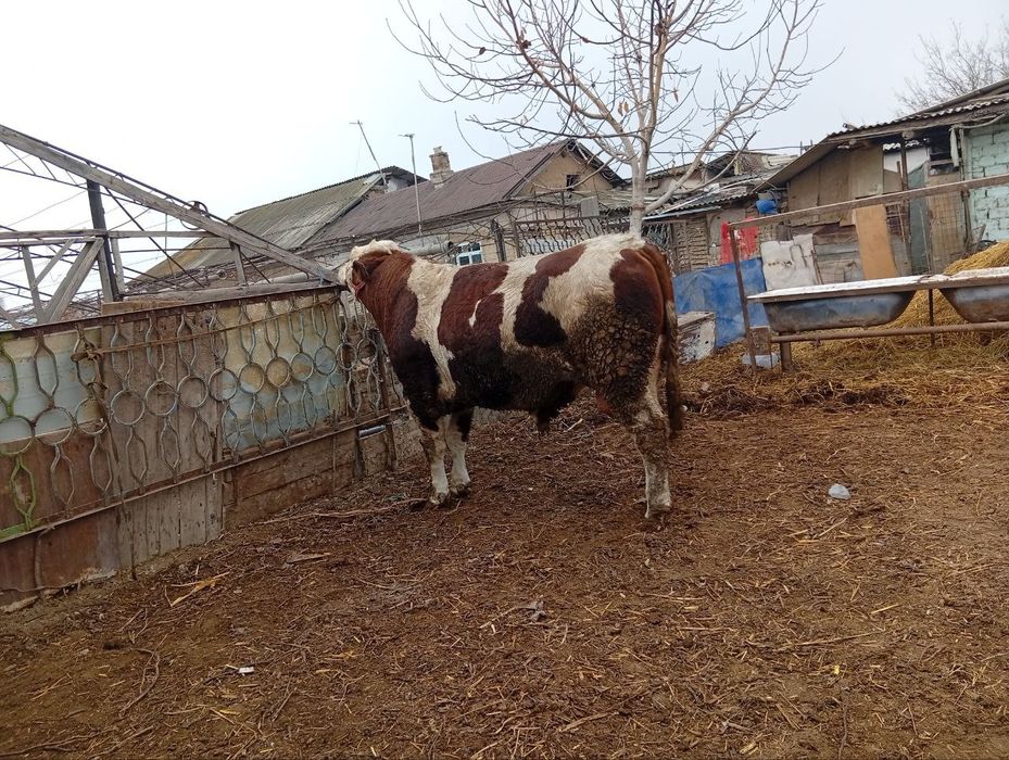 Simental novos 2 yoshda