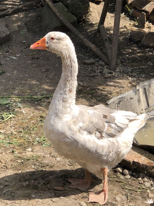 Vand gaste de anul trecut 5 gascani si 2 gascute