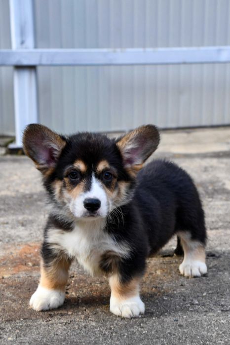 Mascul Welsh Corgi Pembroke