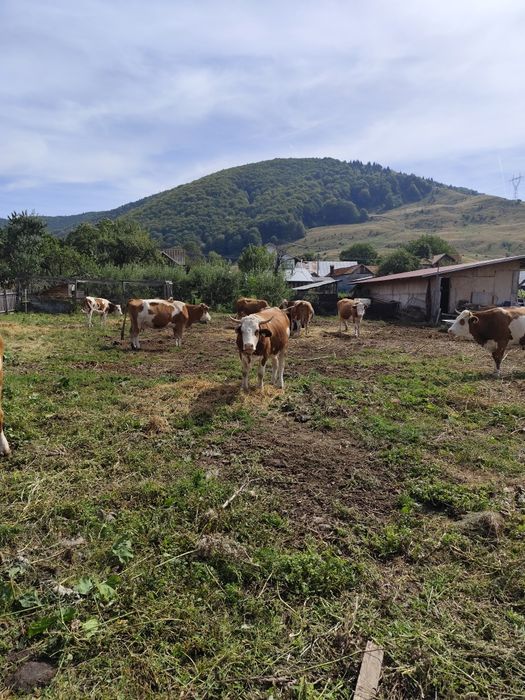 Vaci bălțată românească