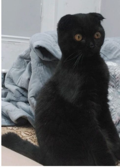 Отдам стерилизованную кошечку в добрые руки шотландская вислоухая