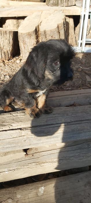 Donez unui iubitor de animale catel