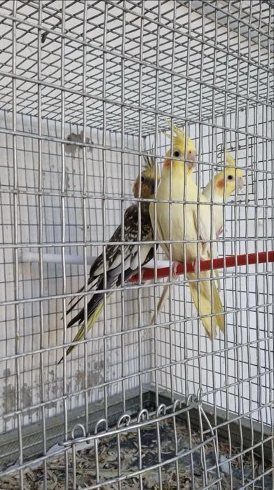 Korella sotiladi 150 000