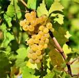 Feteasca Regala - Struguri pentru vin alb