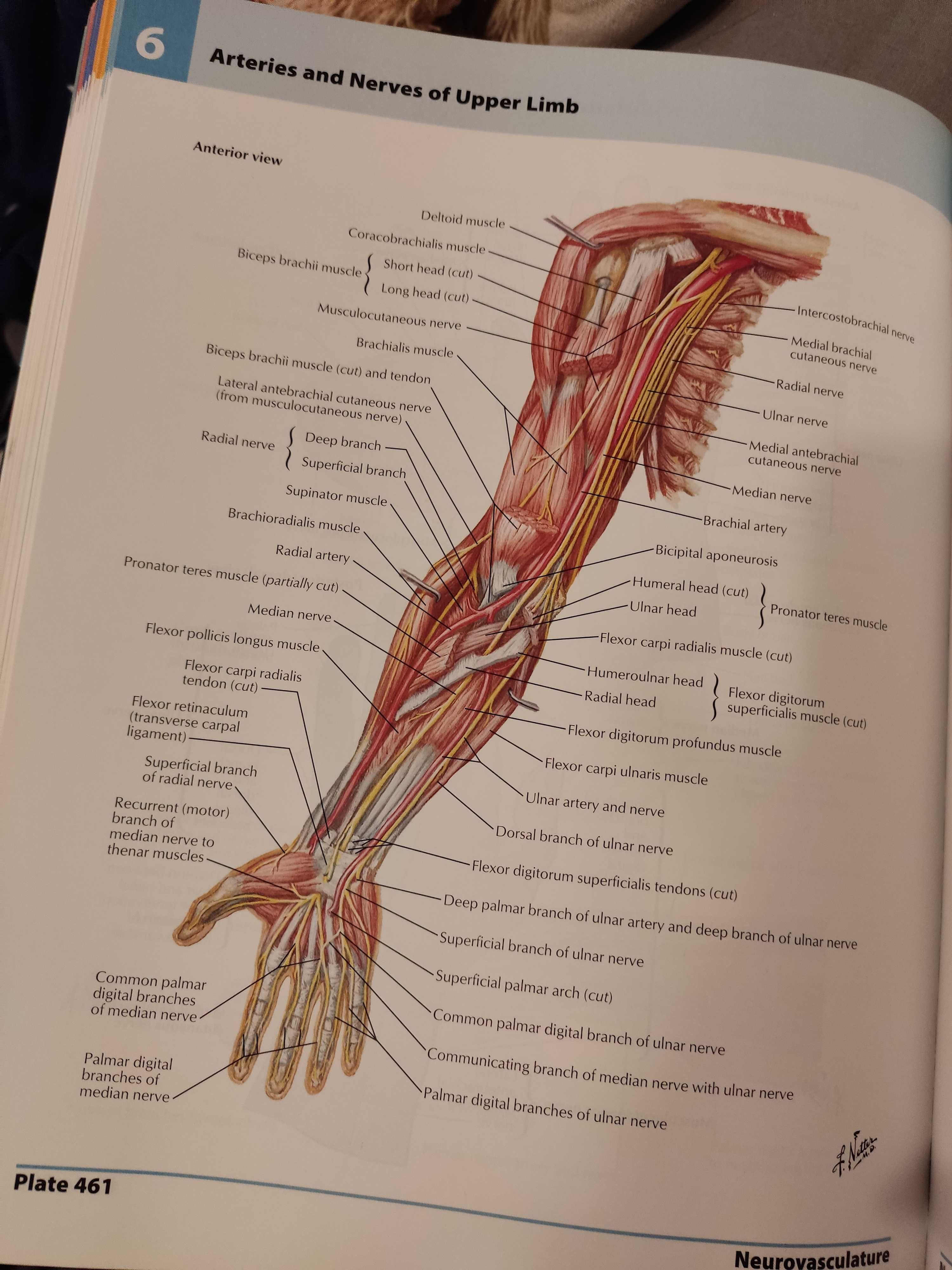 Atlas of human anatomy - Frank H. Netter, 5th edition