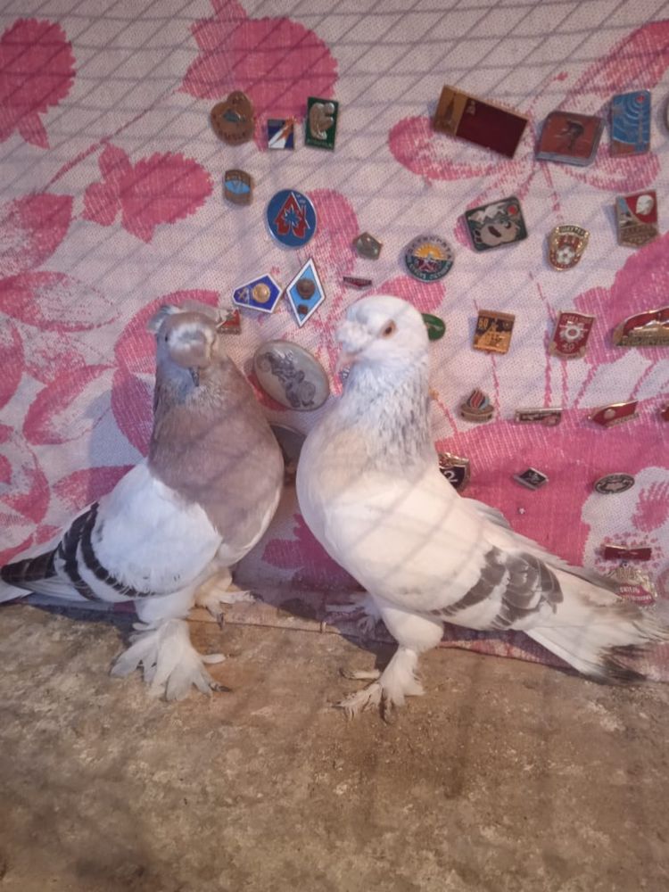 Продам пару такла