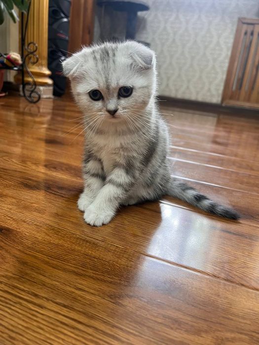 Британские котята ,серебристая шиншила