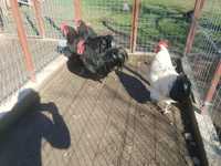 Australorp Sussex