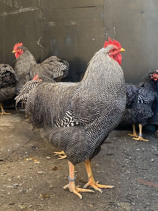Oua incubat Plymouth Rock Barat