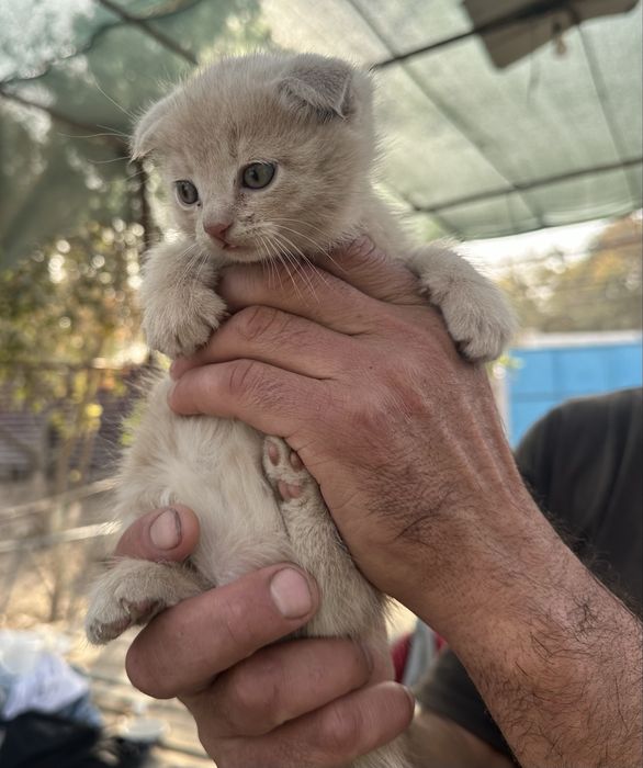 продаються котята мальчики