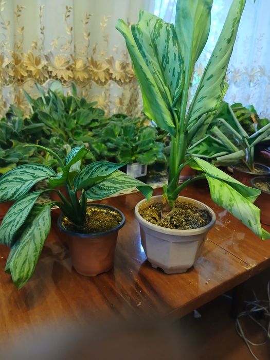Разнообразные Комнатные цветы