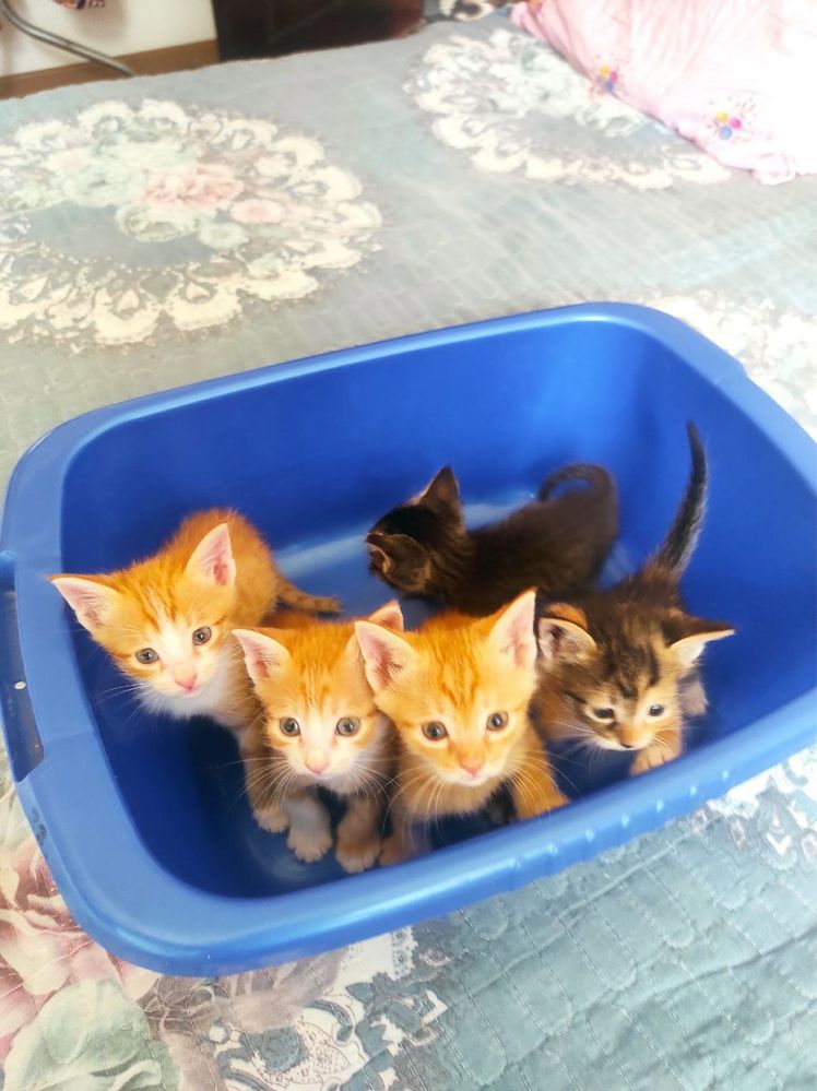 Котенок//////////