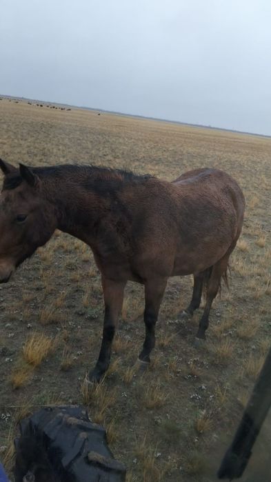 Продам согым жылкы бие