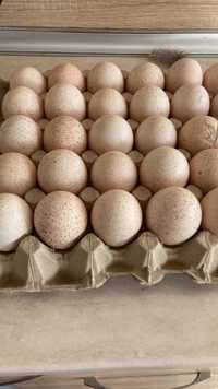 Оплодени пуешки яйца