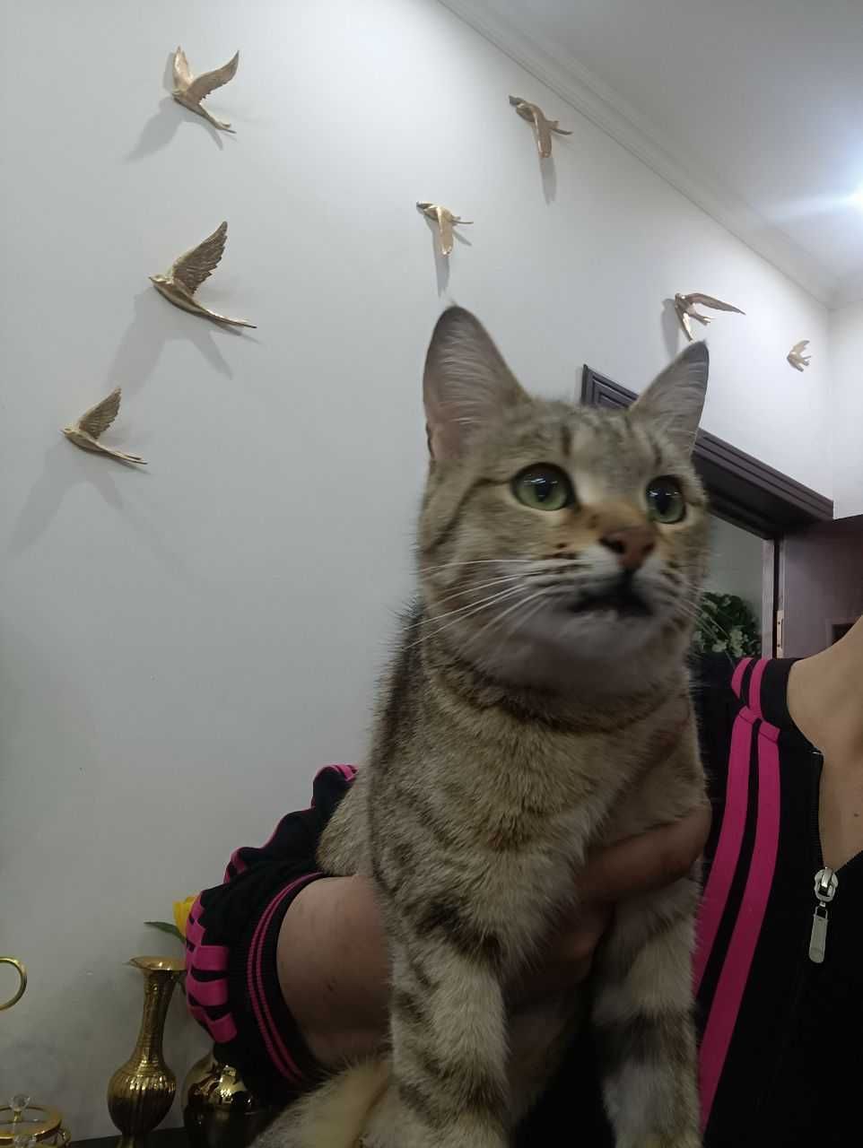 Кошка 10 месяцев