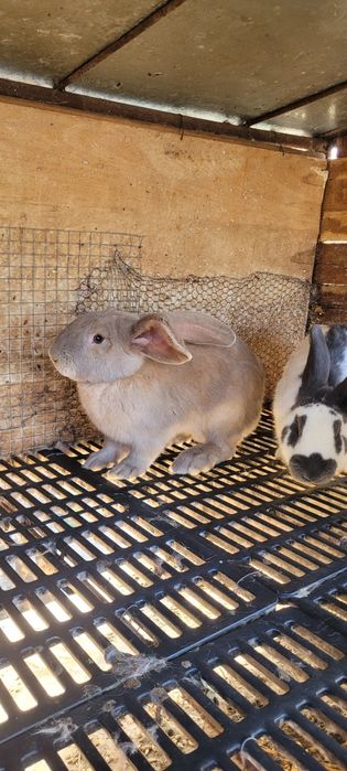 Зайци немска пеперуда