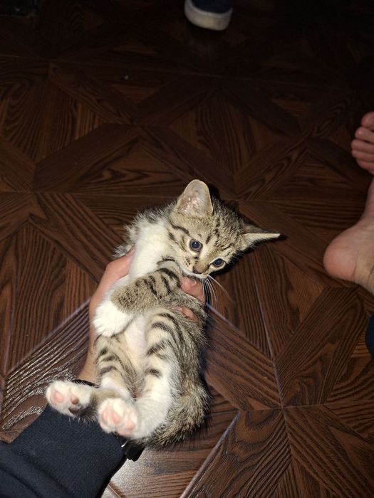 Отдам бесплатно в добрые руки котят