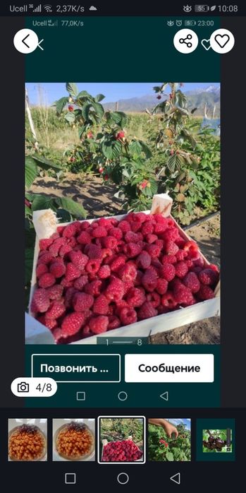 Черешня малина Шпанка