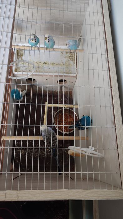 Qafas valyer qushlari blan sotaman