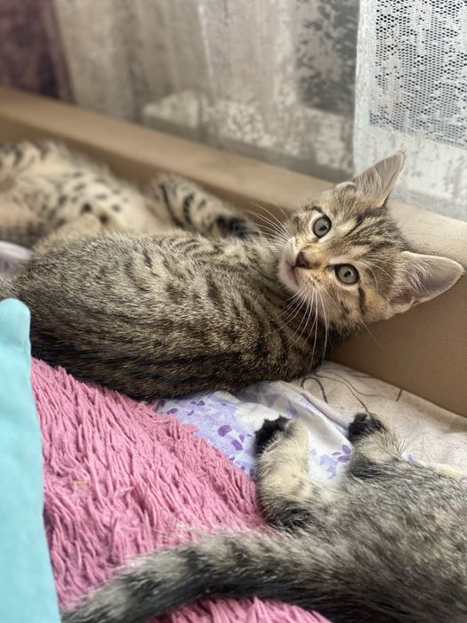 Отдам котят в хорошие руки