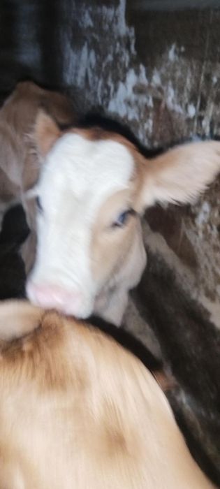 Vând 3 tăurași și o vită