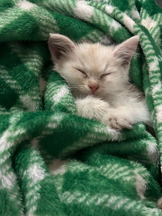 Маленькая кошечка