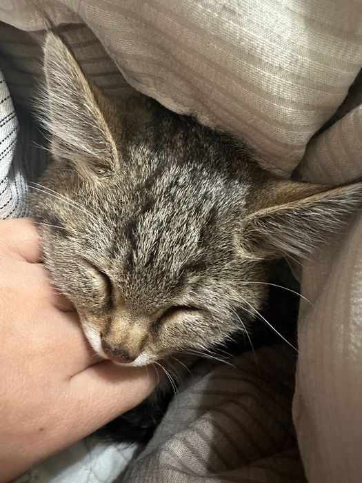 Отдам в хорошие руки