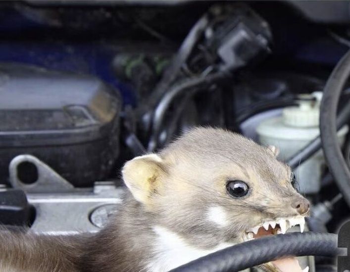 Немска защита за двигател от гризачи