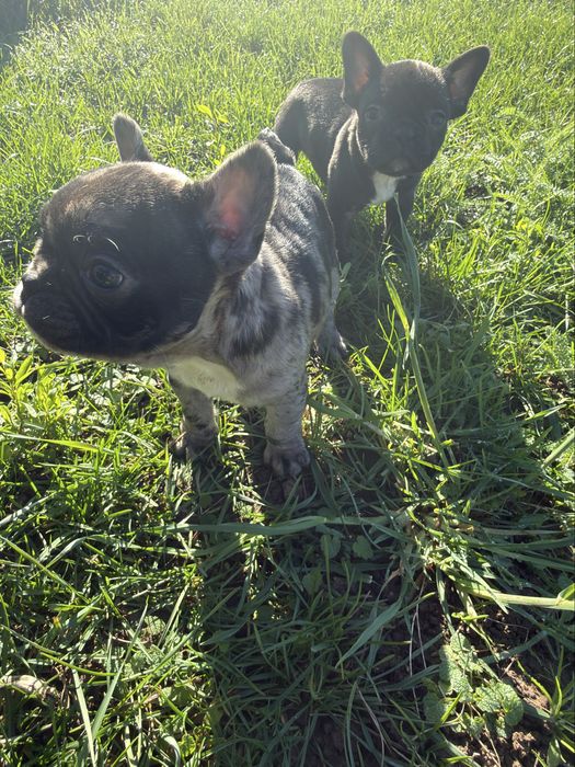 Малки Кученца / Френски Булдог