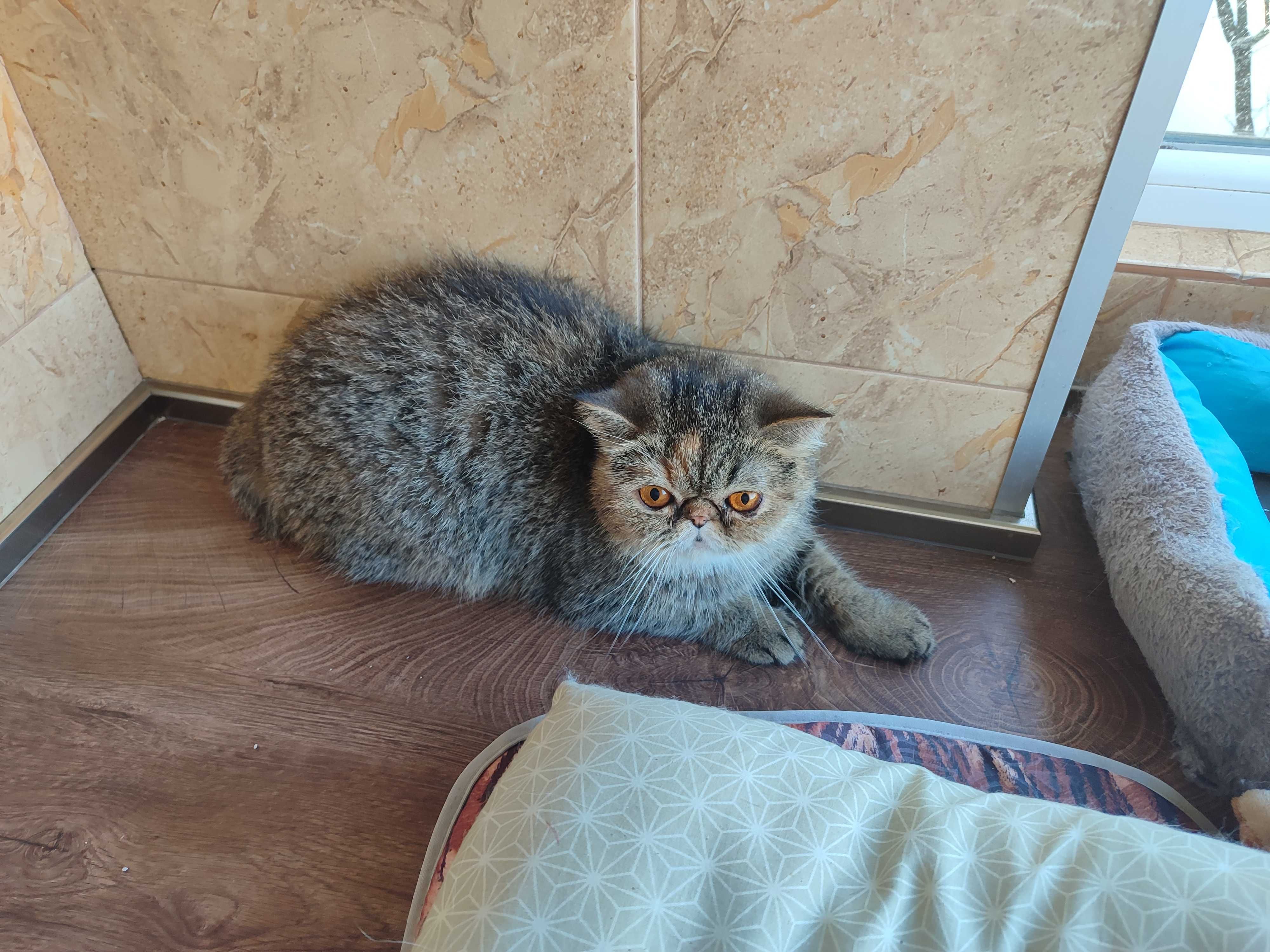 Женска екзотична котка на 2 години.