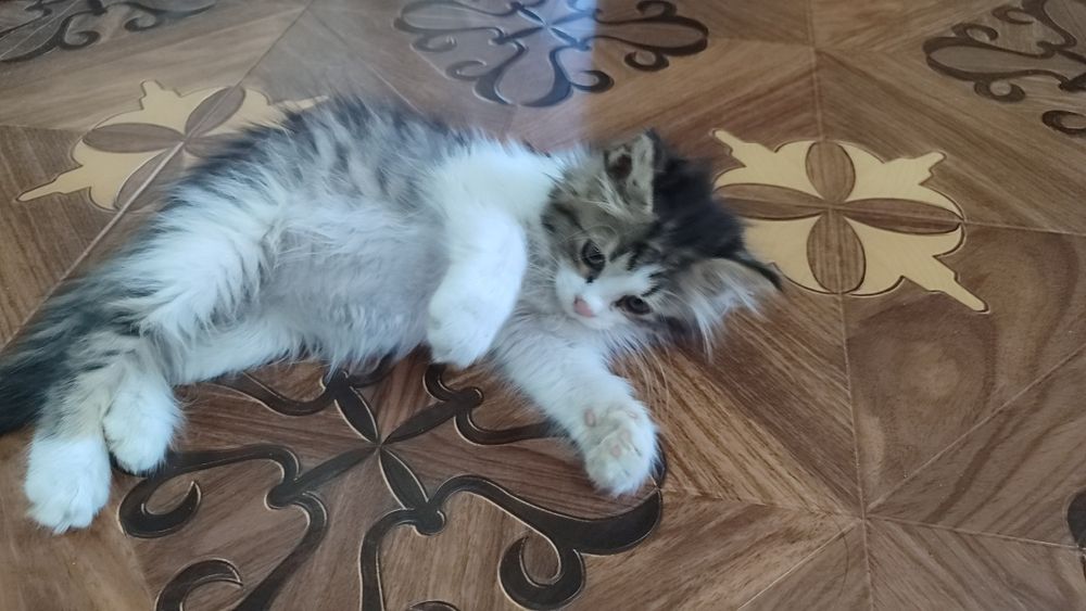 Красивая котенка